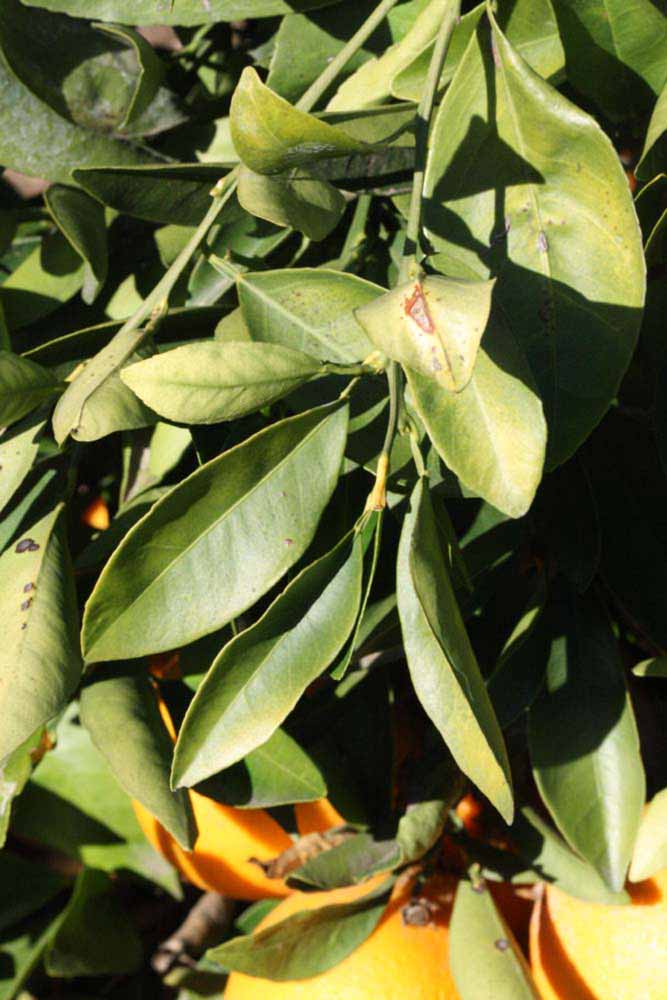            Sun leaves (Riverside, CA)   